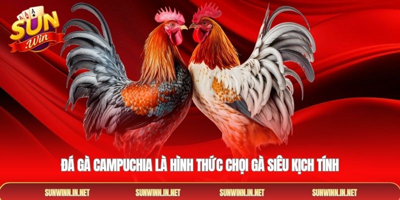 Đá gà Campuchia là hình thức chọi gà siêu kịch tính