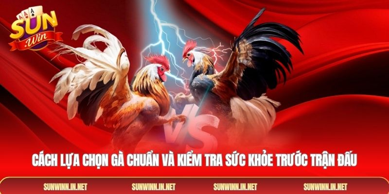 Cách lựa chọn gà chuẩn và kiểm tra sức khỏe trước trận đấu
