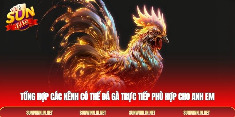 Tổng hợp các kênh có thể đá gà trực tiếp phù hợp cho anh em